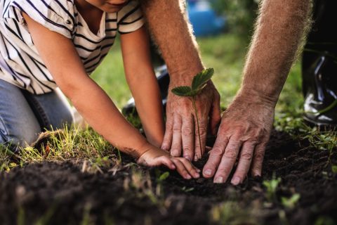 Close up of hands of child and his grandfather planting tree in orchard